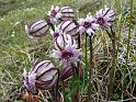 silene_uralensis_brisinge_16july 008